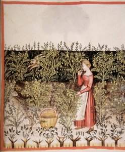 Nova 2644 fol.49 r Plocka kikärter av Italian School