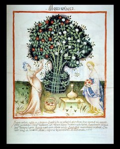 Nova 2644 fol.93r Rose Water, från Tacuinum Sanitatis Code of Vienna av Italian School