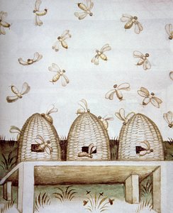 Nova 2644 fol.94v Bikupor, från Tacuinum Sanitatis av Italian School
