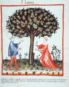 Nove 2644 fol.10v Gathering Walnuts, från Tacuinum Hygiene Code Vindobonensis (på veläng) av Italian School