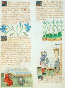 Sida från Tractatus de Herbis av Dioscorides Pedanius av Italian School