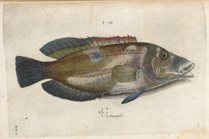 Papegoja (Nematistius pectoralis), illustration från 
