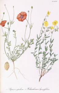 Vallmoapule och Helianthemum hyssopifol, 1811-1838 av Italian School