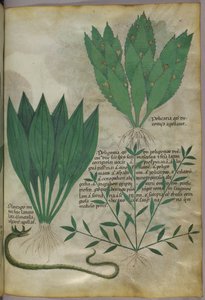 Växter med stora breda blad. En orm, ca 1440 (tusch  färg på pergament) av Italian School