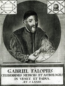 Porträtt av Gabriel Fallopius (1523-62) av Italian School