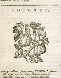 Quince (Cydonia oblonga), gravyr av Castore Durante av Italian School