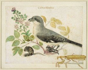 Shrike and a Praying Mantis (wc på papper) (för Cassiano dal Pozzo Paper Museum) av Italian School