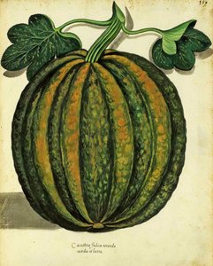 Squash av Ulisse Aldrovandi (1522 - 1605) tallrik publicerad i Piante Fiori Frutti (handfärgad gravyr). av Italian School