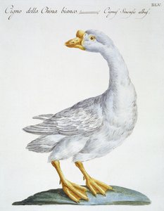 Swan, ca 1767-76 (handfärgad gravyr) av Italian School