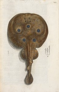 Torpedfisk, illustration från 