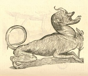 illustration av Canis monstroso capite från Aldrovandis History of Monsters, 1642 av Italian School