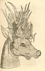 illustration av Capreolus Polyceros från Aldrovandis History of Monsters, 1642 av Italian School