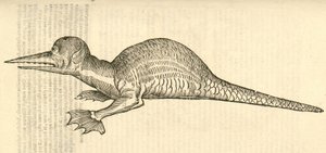 illustration av Draco marinus monophthalmos bipes från Aldrovandis History of Monsters, 1642 av Italian School