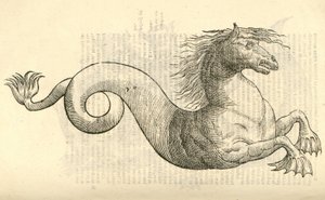 illustration av Equus marinus monstrosus från Aldrovandis History of Monsters, 1642 av Italian School