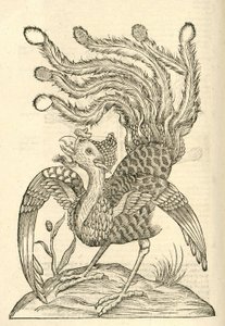 illustration av Gallus Indicus auritus tridactylus från Aldrovandis History of Monsters, 1642 av Italian School