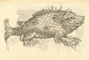 illustration av Monstrosus Sur marinus från Aldrovandis History of Monsters, 1642 av Italian School