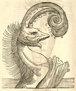 illustration av Pseudophyseter från Aldrovandis History of Monsters, 1642 av Italian School