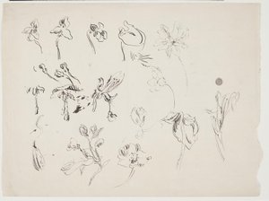 Blomma skisser av J.A. Jerichau