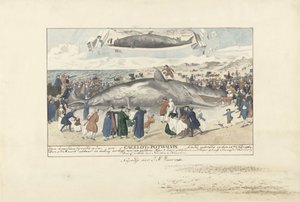 Kaskelot strandade vid Egmond aan Zee, 1764 Strax norr om Egmond op Zee, en Cagelot eller Potwhale. strandade vid liv den 15 feb: 1764. (titel på objekt) av J.A. Visser