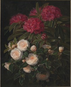 Kamelia och rhododendron