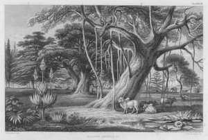 Banyan, Boabob etc (färgad gravyr)