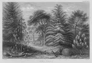 Pine Trees (färgad gravyr)