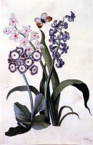 Halvdubbla vita och blå hyacinter med hybrid-auricula och en orangefärgad fjäril av J. Battie