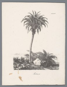 palmträd Palmier (titel på objekt) Studier av träd (serietitel) Etudes d