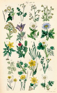 Sida med färgillustrationer från British Wild Flowers efter ett verk av J. E. Sowerby och C. P. Johnson