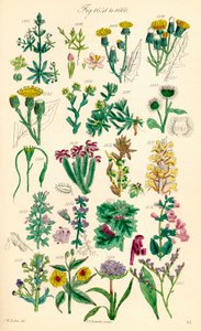 Sida med färgillustrationer från British Wild Flowers efter ett verk av J. E. Sowerby och C. P. Johnson