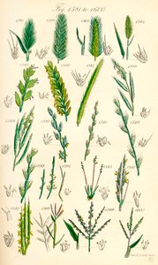 Sida med färgillustrationer från British Wild Flowers efter ett verk av J. E. Sowerby och C. P. Johnson