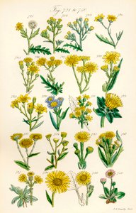 Sida med färgillustrationer från British Wild Flowers efter ett verk av J. E. Sowerby och C. P. Johnson