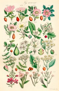 Sida med färgillustrationer från British Wild Flowers efter ett verk av J. E. Sowerby och C. P. Johnson