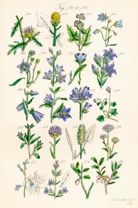 Sida med färgillustrationer från British Wild Flowers efter ett verk av J. E. Sowerby och C. P. Johnson