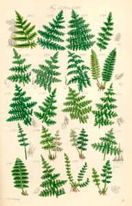 Sida med färgillustrationer från British Wild Flowers efter ett verk av J. E. Sowerby och C. P. Johnson