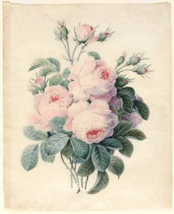 Spray of Centifolia Roses (wc över grafitkontur på vellum) av J. Herzog