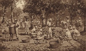 Bryta kakaofickor i Trinidad (litho)