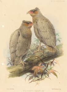 Polyborus Tharus, Var. av J. Smit