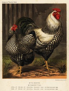 Amerikanska Wyandotte-kycklingar