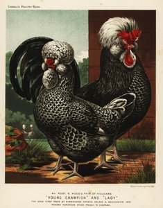 Houdan eller Poule de Houdan kuk och höna