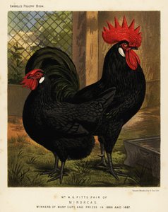 Minorca kycklingar, hane och höna, Gallus gallus domesticus