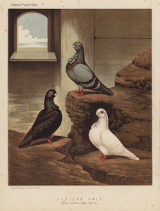 Duvor: afrikanska ugglor, blå, svarta och vita (färg litho)