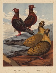 Duvor: Ärkeänglar; Swifts (färg litho) av J. W. (after) Ludlow