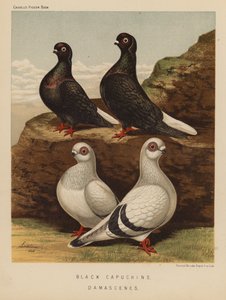 Duvor: Svarta kapuciner; Damascenes (färg litho) av J. W. (after) Ludlow