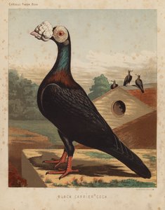 Duvor: Black Carrier Cock (färg litho) av J. W. (after) Ludlow