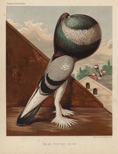 Duvor: Blue Pouter Cock (färg litho) av J. W. (after) Ludlow