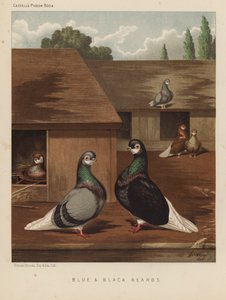 Duvor: blå och svarta skägg (färg litho) av J. W. (after) Ludlow