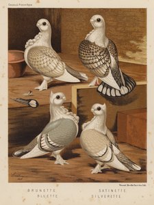 Duvor: Brunett; Satinett; Bluette; Silverette (färg litho) av J. W. (after) Ludlow