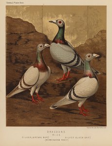 Duvor: Dragoons, Blå, Silver, Brown Bar, Silver, Black Bar, Birmingham Fancy (färg litho) av J. W. (after) Ludlow