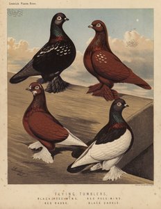 Duvor: Flygande tumlare, Black Rose-Wing, Red Rose-Wing, Red Badge, Black Sadel (färg litho) av J. W. (after) Ludlow